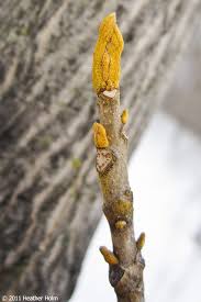 <p>Location: wet soils typically, can be found on well drained uplands</p><p>Leaf: alternate, 7-9 leaflets, glabrous, thin rachis</p><p>Twig: stout, orange/brown lenticels, somewhat pubescent, sulfur yellow terminal bud</p><p>Bark: thin, tight, interlacing ridges</p>
