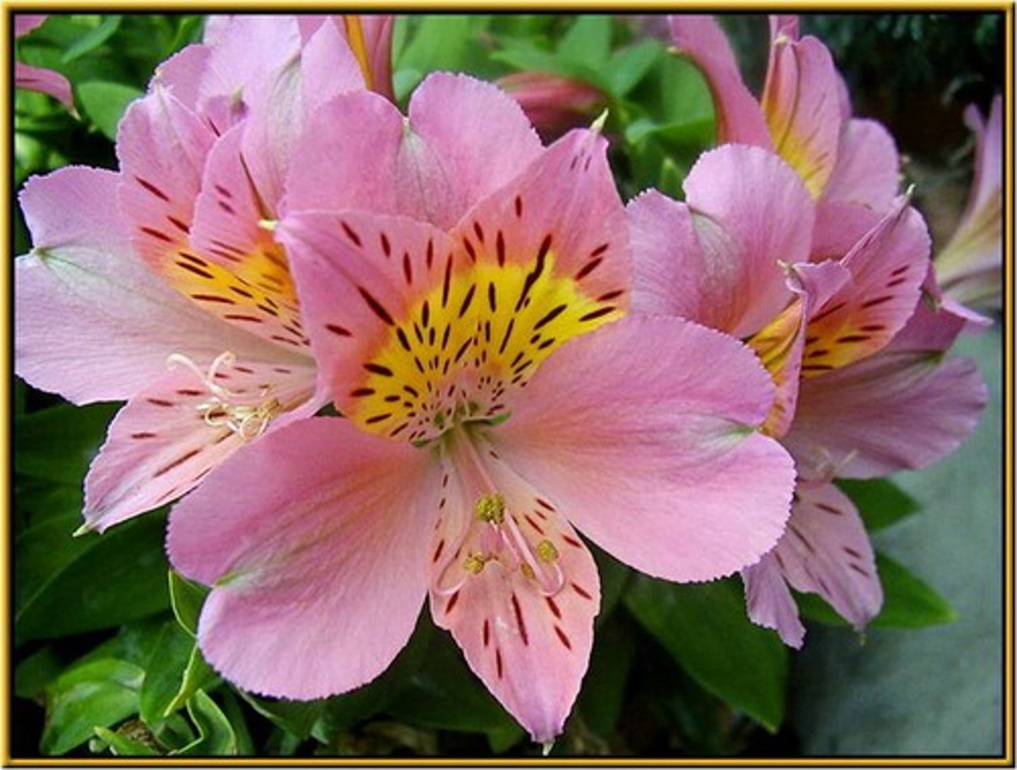 <p>Alstroemeria hybrid cv.</p>