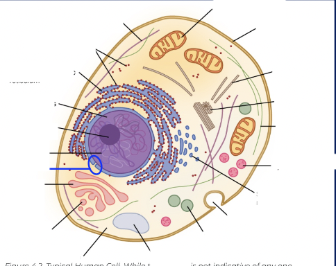 <p>label the following diagram</p>