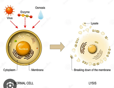 <p>Cell bursting due to excessive turgor pressure.</p>