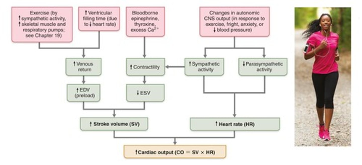 <p>Cardiac output is the amount of blood pumped out by each ventricle in one minute.</p>