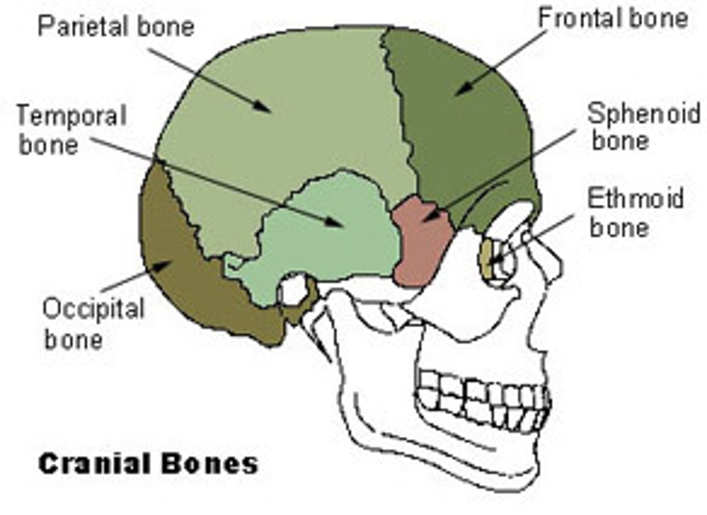 <p>frontal, parietal (2), occipital, temporal (2), sphenoid, ethmoid</p>