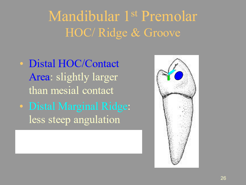 <p>From the Picture Shown, What is the Green Line From the Distal View of The Mandibular 1st Premolar?</p><p>A) Distolingual Groove</p><p>B) Distal Marginal Groove</p><p>C) Distal HOC/Contact Area</p><p>D) Central Groove</p>