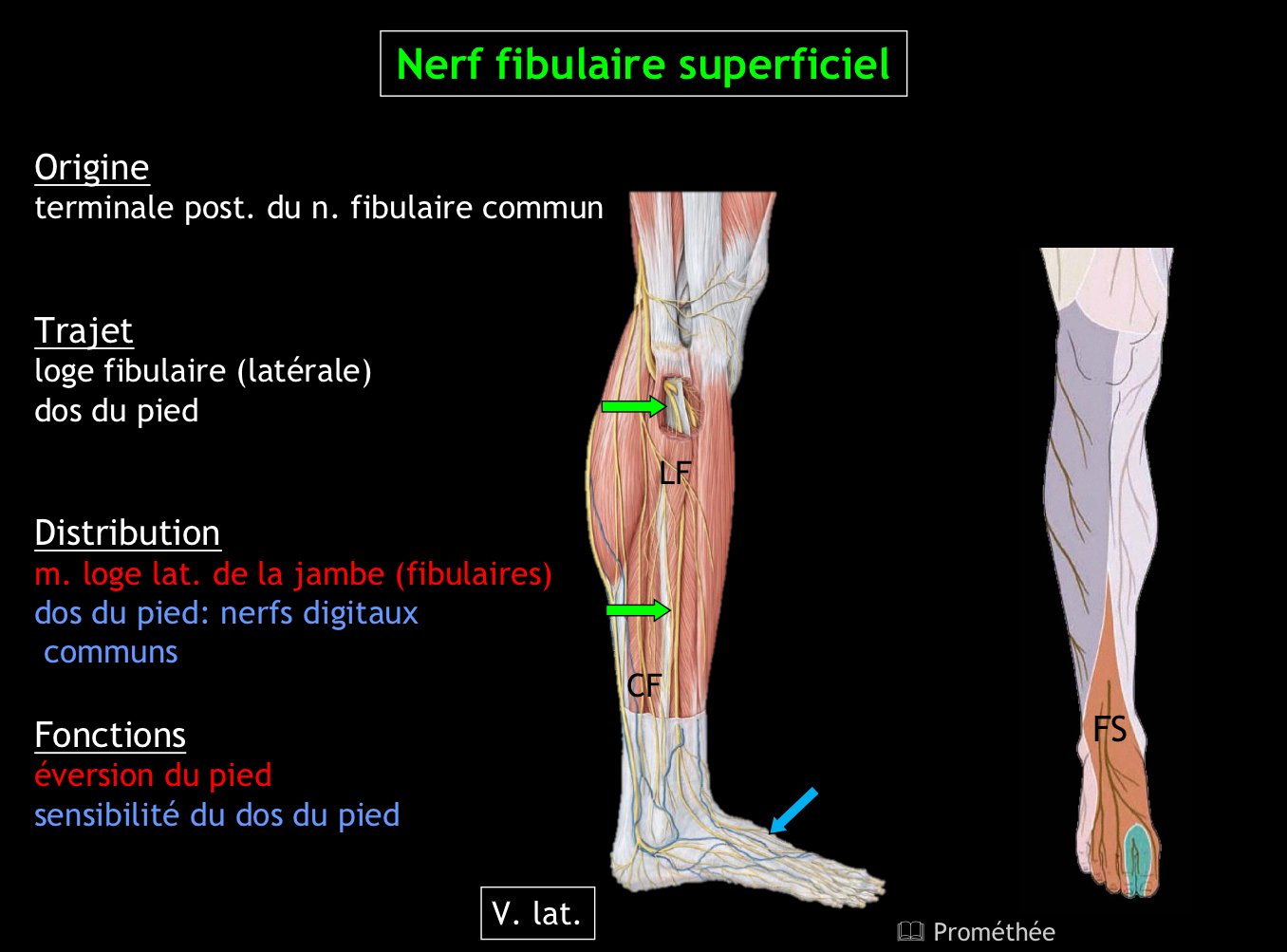 <p>Flexion dorsale de la cheville, extension des orteils, sensibilité de la première commissure interdigitale</p>
