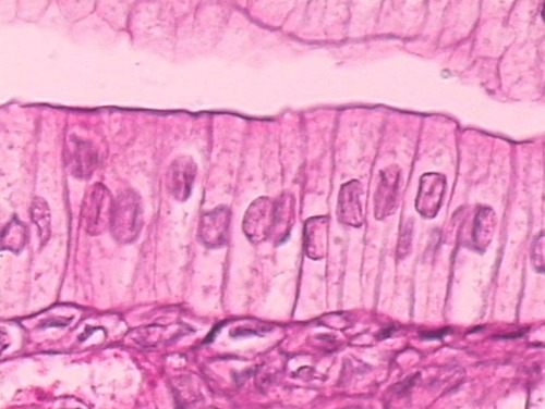 <p>absorption; secretion of mucus, enzymes, and other substances; ciliated type propels mucus (or reproductive cells) by ciliary action</p>