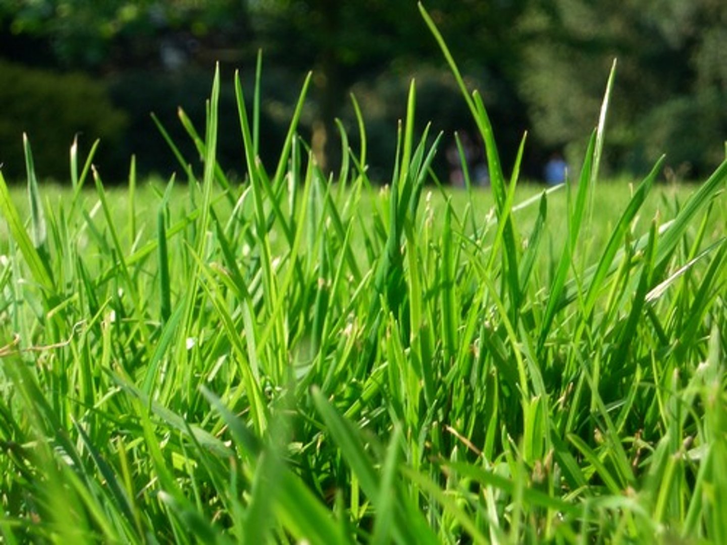 <p>l'herbe (f.)</p>