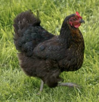 <ul><li><p>breed originating in the late 19th century in ohio </p></li><li><p>excellent hunters</p></li><li><p>friendly and curious </p></li><li><p>200 medium sized brown eggs per year</p></li></ul><p></p><p></p>