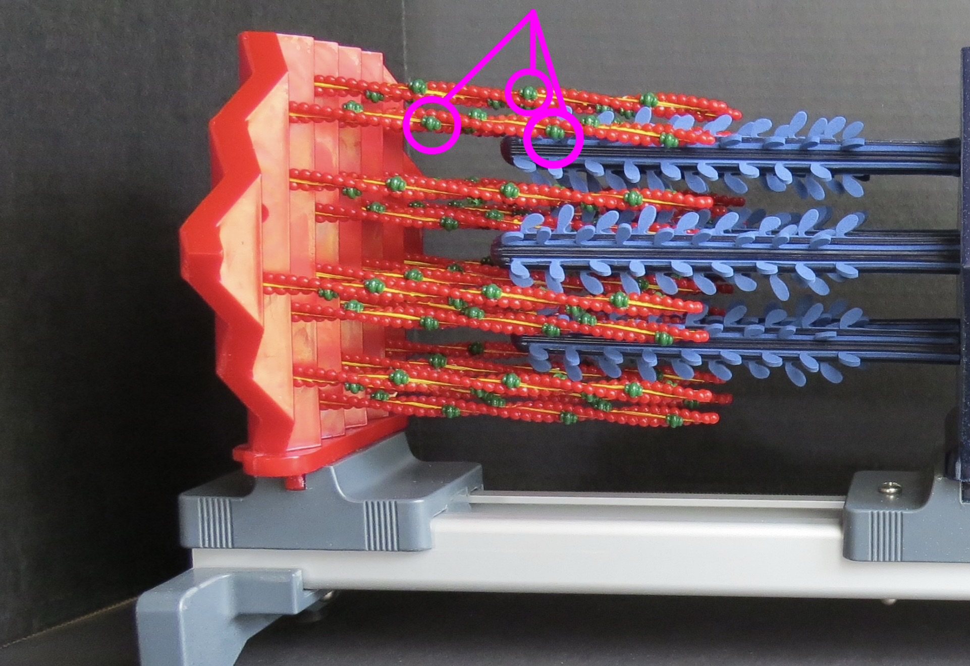 <p>What is the highlighted structure</p>
