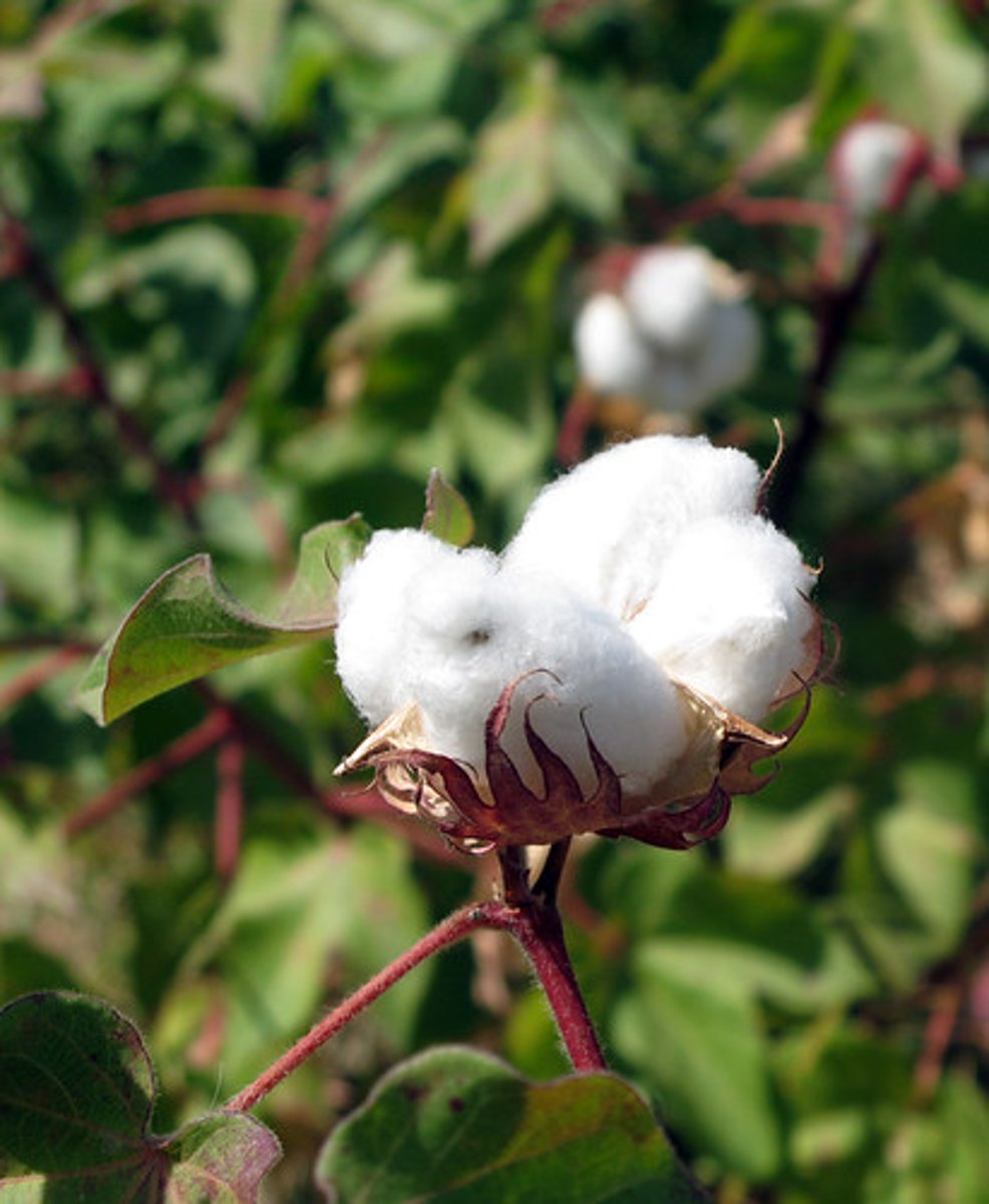 <p>cotton</p>