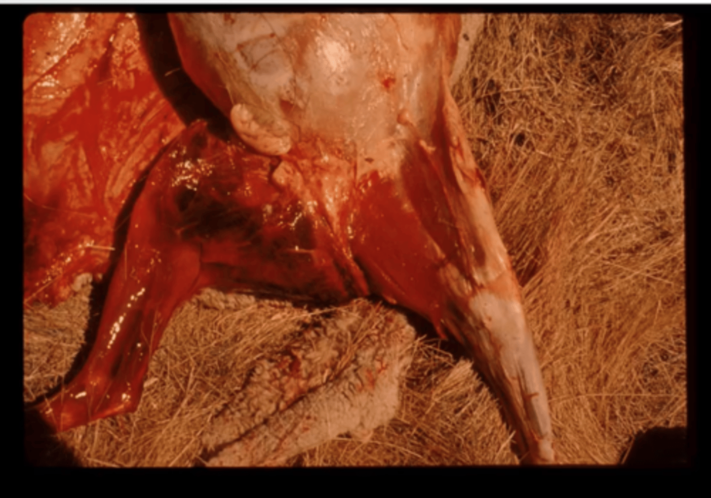 <p>1. Mostly in cattle, necrotising myelitis of skeletal muscles followed by toxaemia and death → caused by C. chauvoei spores under anaerobic conditions</p><p>2. Wounds contamination (tail docking, castration, bites, shearing)</p><p>3. Develops rapidly, Local signs depend on site of infection.</p><p>4. Swelling of vaginal mucosa + perineum, fetal discharge</p><p>5. Rapid decomposition, characteristic blackleg lesion (Dark black - crepitant- areas of myonecrosis)</p><p>6. History, clinical signs, post mortem</p><p>7. Usually to late</p><p>8. Vaccination (5-in-1), good hygiene at marking, shearing</p>