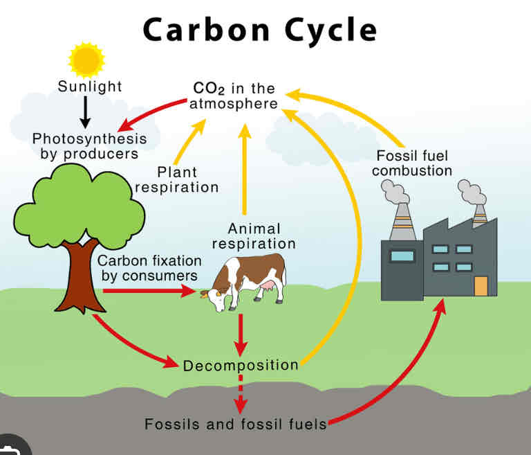 <p>main storages: air, animals, plants, fossil fuels, ocean</p><p>processes: photosynthesis, respiration, decomposition, combustion, carbon fixation</p>