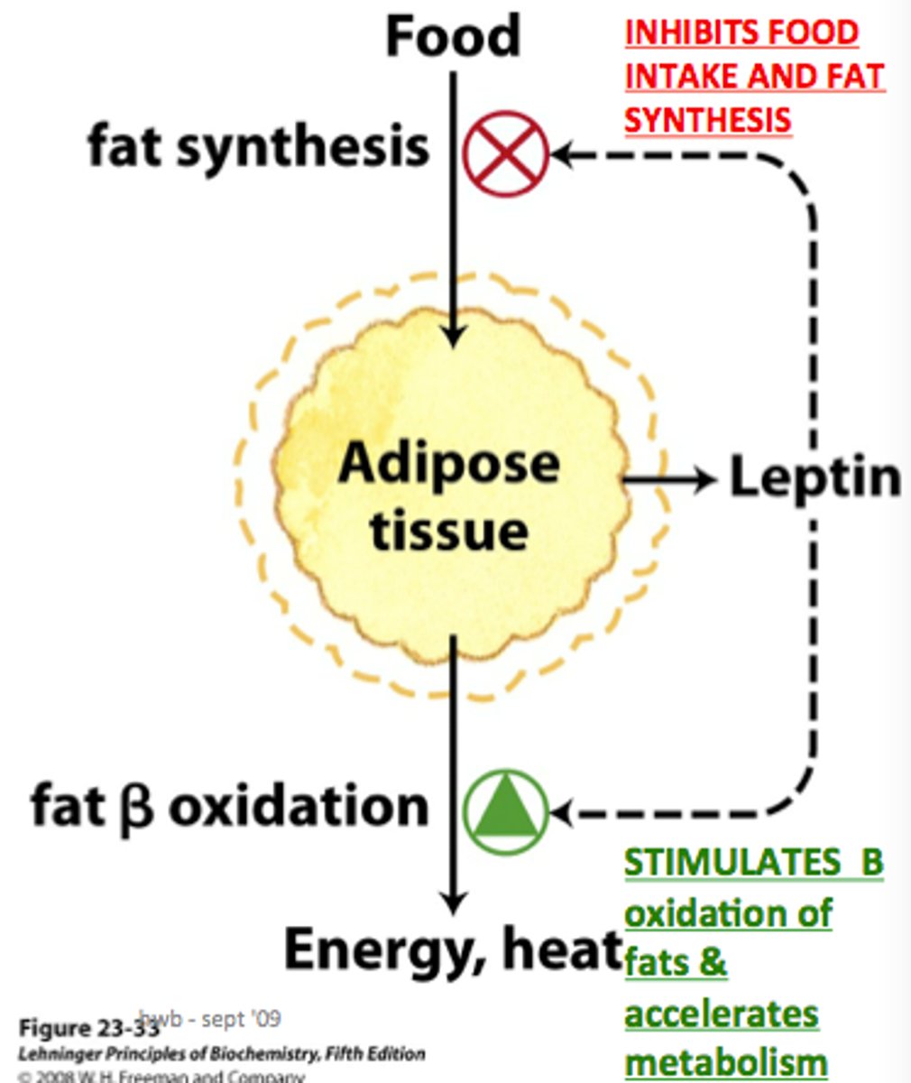 <p>hormone that signals the hypothalamus and brain stem to reduce appetite and increase the amount of energy used</p>