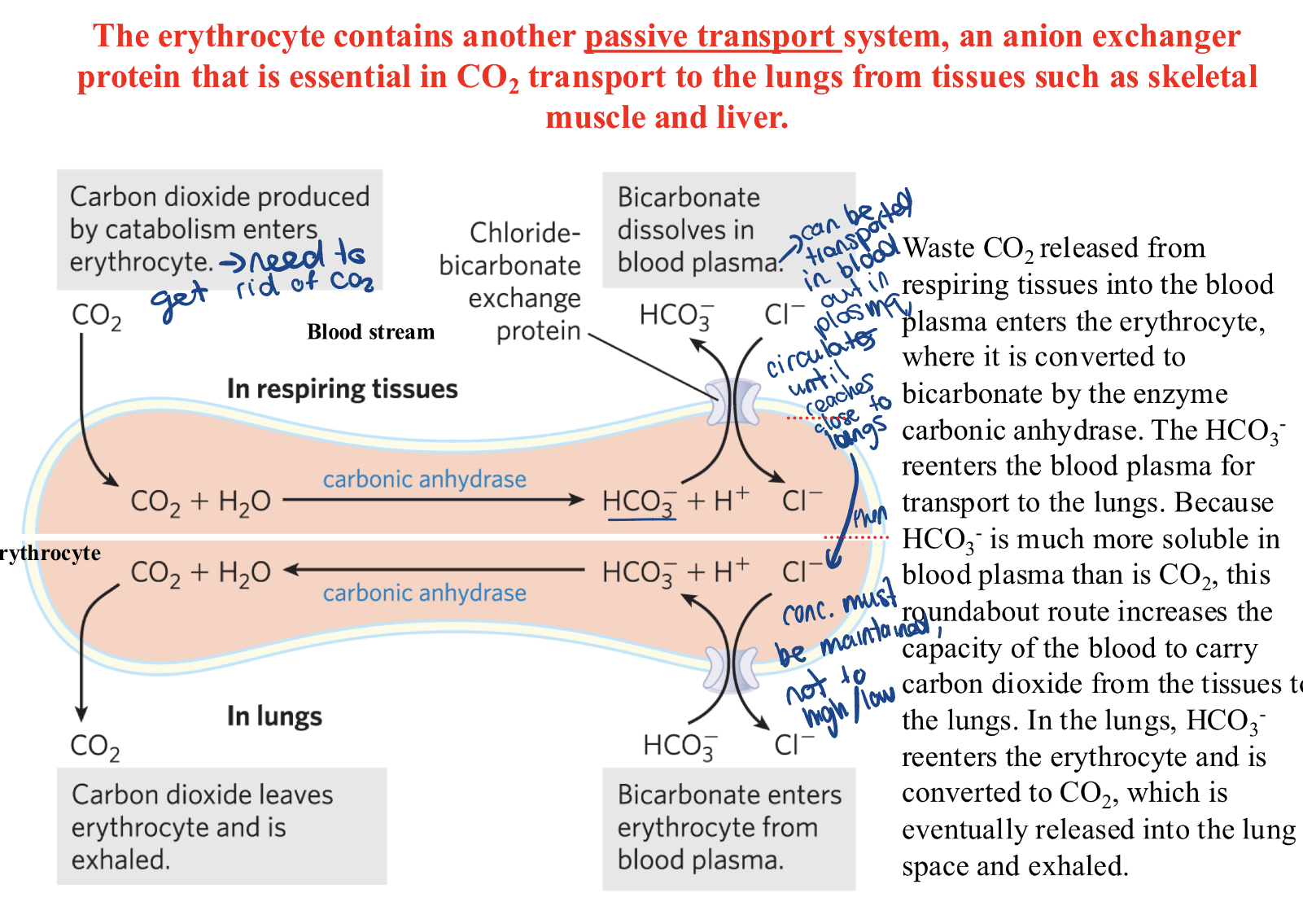 <p>= simply facilitate movement down a</p><p>concentration gradient, increasing the transport rate</p><p>GLUCOSE TRANSPORTERS:</p><ol><li><p>GLUT1: in erythrocytes+blood/brain B+placenta+most tissues, important for basic glucose uptake and blood brain barrier</p></li><li><p>GLUT4: in mucle+heart+fat, important for mediating glucose intake in cell by insulin action, insulin is inc—> GLUT4 activity will be inc</p></li><li><p>see pic, Anion exchanger for CO2 transport from blood to around body to eventually leave in lungs</p></li></ol><p></p>