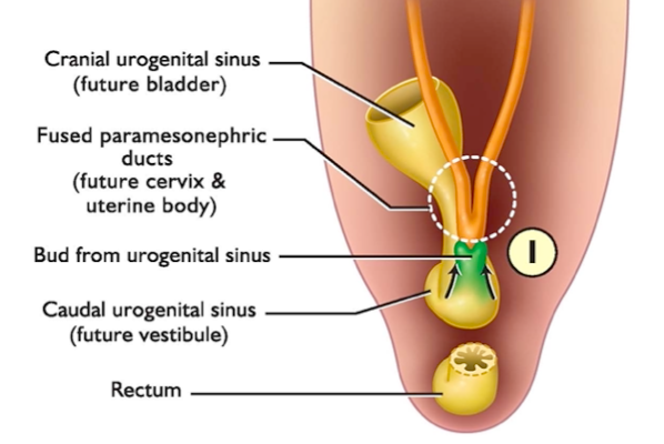 <p>more fusion = less/no uterine horn; less fusion = longer horns.</p>