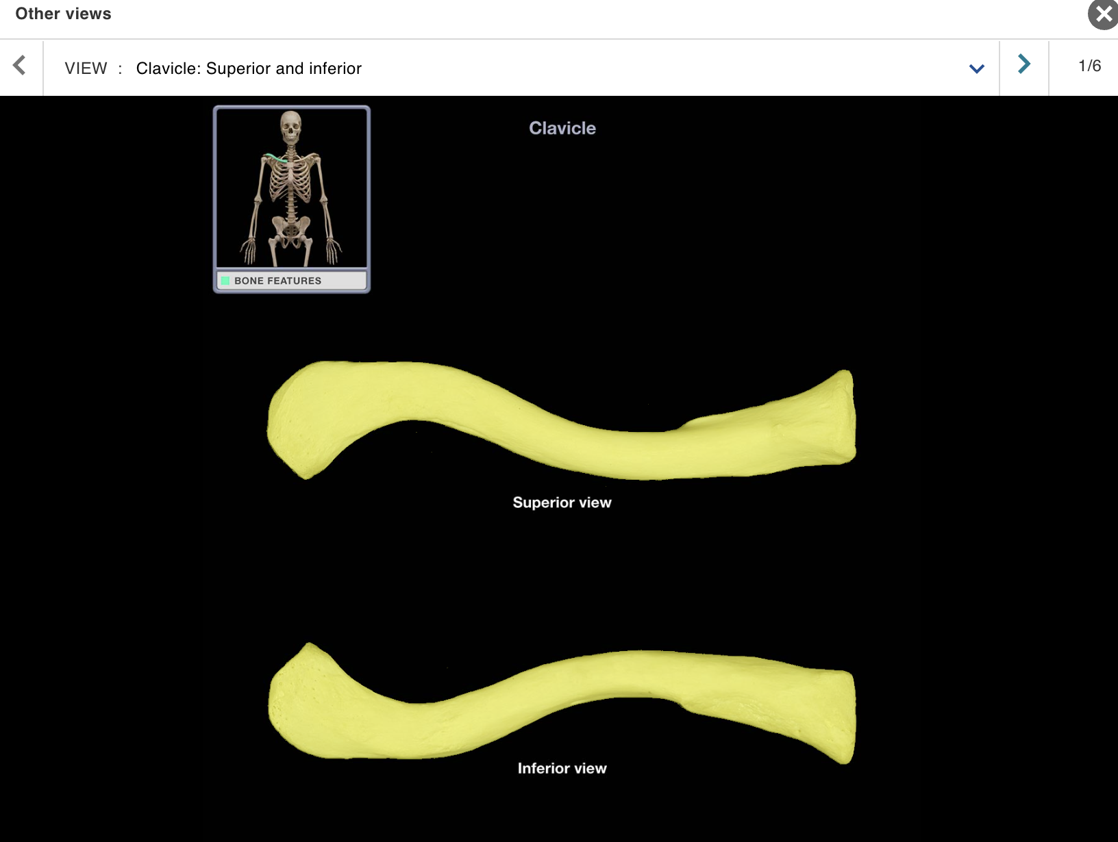 <p>Location:</p><p class="p1">• Junction of neck and anterior thorax</p><p class="p1">Description:</p><ul><li><p>﻿﻿Subcutaneous, S-shaped bone</p></li><li><p>﻿﻿Medial end articulates with sternum at sternoclavicular joint</p></li><li><p>﻿﻿Lateral end articulates with acromion of scapula at acromioclavicular joint</p></li></ul><p class="p1">Also known as:</p><p class="p1">• "Collar bone"</p>