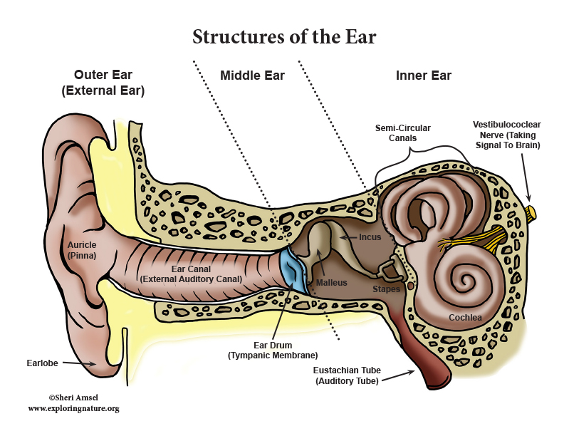 <ul><li><p><span><strong>OUTER EAR:</strong></span></p></li><li><p><span>Pinna (auricle) - visible part that collects sound waves</span></p></li><li><p><span>External auditory canal - passageway&nbsp;</span></p></li><li><p><span>Tympanic membrane (eardrum) - vibrates in response to sound&nbsp;</span></p></li><li><p><span><strong>MIDDLE EAR:</strong></span></p></li><li><p><span>Ossicles (tiny bones) :</span></p><ul><li><p><span>Malleus (hammer) - connected to eardrum&nbsp;</span></p></li><li><p><span>Incus (anvil) - middle bone that connects malleus and stapes</span></p></li><li><p><span>Stapes (stirrup) - pushes on the oval window of the inner ear&nbsp;</span></p></li></ul></li><li><p><span>Eustachian tube - connects the middle ear to back of throat&nbsp;</span></p></li><li><p><span><strong>INNER EAR:</strong></span></p></li><li><p><span>Cochlea - spiral shaped organ for hearing; converts vibrations into neural signals&nbsp;</span></p></li><li><p><span>Vestibule - central part, helps with balance&nbsp;</span></p></li><li><p><span>Semicircular canals - three looped structures, detect balance&nbsp;</span></p></li><li><p><span>Oval window - membrane that receives vibrations from the stapes&nbsp;</span></p></li><li><p><span>Round window - relieves pressure in cochlea&nbsp;</span></p></li><li><p><span>Auditory nerve - carries sound info from cochlea to brain&nbsp;</span></p></li></ul><p></p>