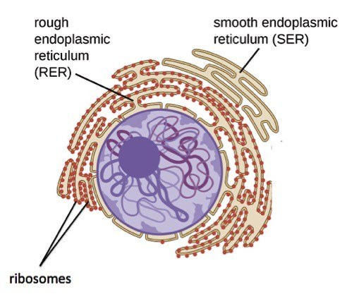 <p>Endoplasmic reticulum containing attached ribosomes where many proteins are manufactured. </p>