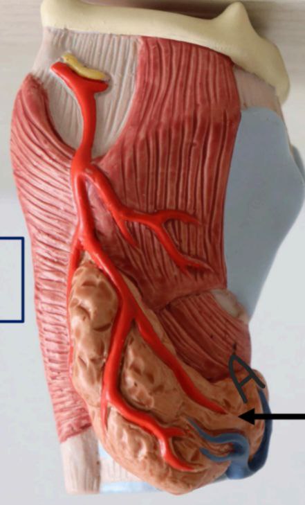 <p>Identify the gland, its secretion and it its site</p><p></p>