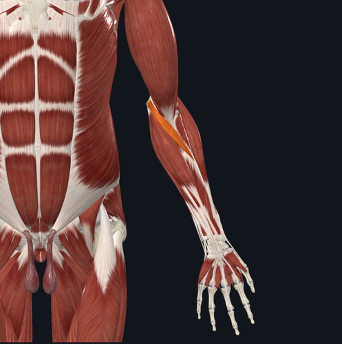 <ul><li><p><u>Origin:</u>&nbsp;Humerus, ulna</p></li><li><p><u>Insertion:</u>&nbsp;Radius</p></li><li><p><u>Action:</u>&nbsp;Forearm pronation</p></li></ul><p></p>