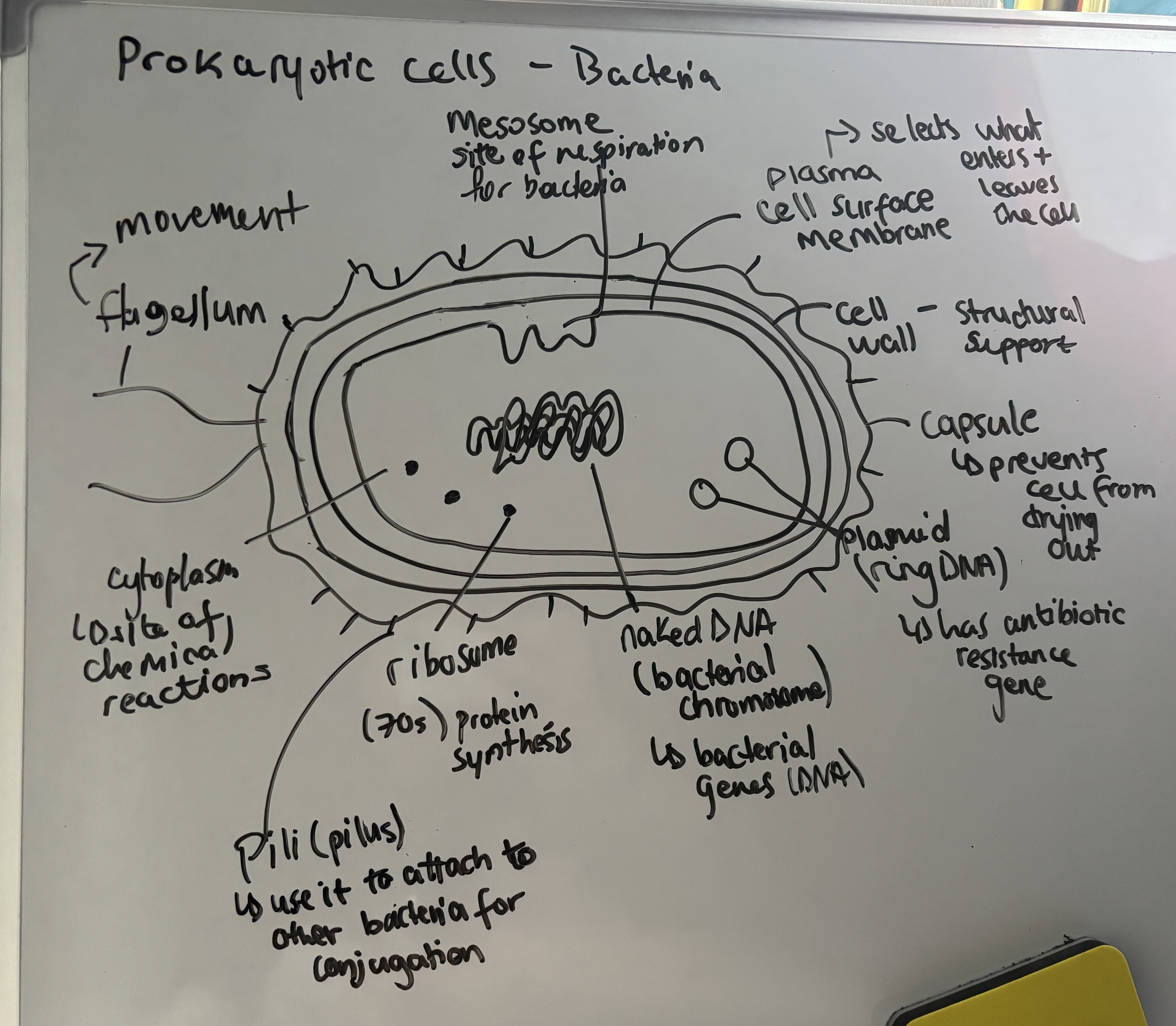 knowt flashcard image
