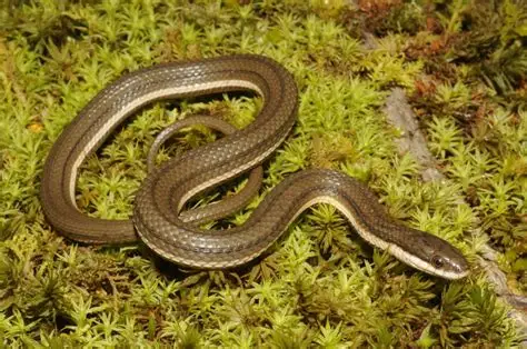 <p>Queensnake</p>