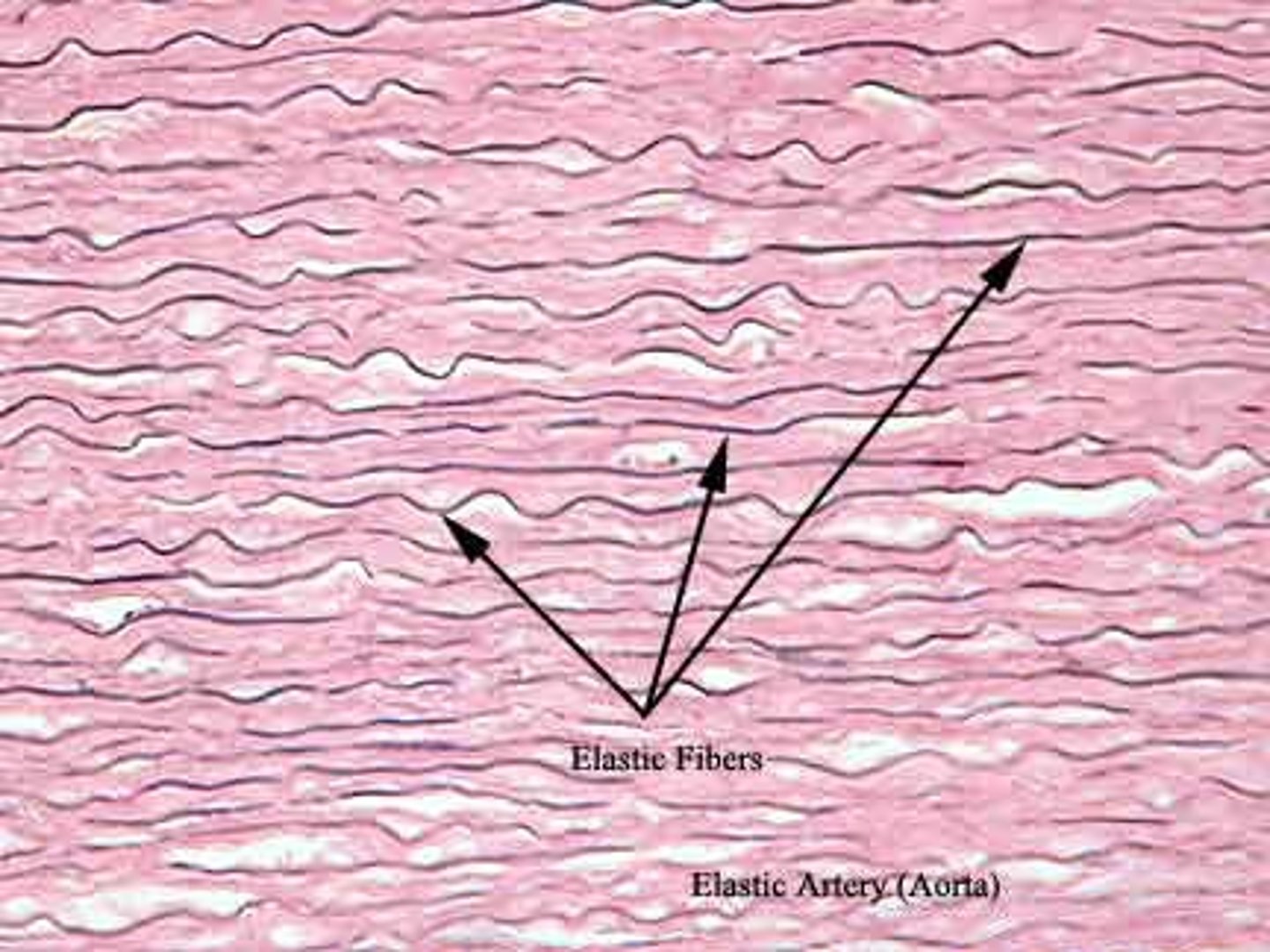 <p>Description: Fibroblast cells, many elastic fibers and some collagen fibers.</p><p>Function: Allows stretching and passive recoil.</p><p>Location: Aorta and other large arteries; lung bronchi; some vertebral ligaments</p>