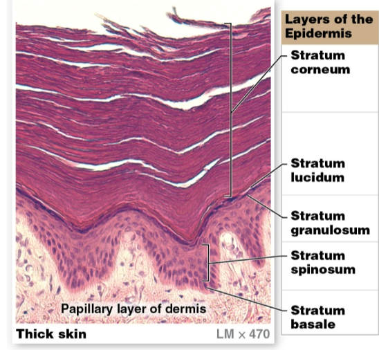 <ol><li><p><strong>Stratum basal</strong></p><ul><li><p>attached to basement membrane by hemidesmosomes</p></li><li><p>most cells here r <strong>basal cells, </strong>stem cells that <span data-name="divide" data-type="emoji">➗</span> to replace more superficial keratinocytes</p></li><li><p>merkel cells that respond to touch r also found here</p></li></ul></li><li><p><strong>Stratum spinosum </strong>(“spiny layer”)</p><ul><li><p>composed of 8-10 layers of keratinocytes bound together by desmosomes</p><ul><li><p>only looks spiny when on a prepared slide</p></li><li><p>contains <strong>dendritic (langerhans) cells</strong></p></li><li><p>part of immune response defending against microorganisms &amp; superficial skin cancers</p></li></ul></li></ul></li><li><p><strong>Stratum granulosum </strong>(“grainy layer”)</p><ul><li><p>composed of 3-5 layers of keratinocytes</p></li><li><p>most cells have stopped dividing &amp; started producing <strong>keratin </strong>&amp; <strong>keratohyalin</strong></p></li><li><p>cells grow thinner &amp; flatter</p></li><li><p>cell membranes thicken &amp; become less permeable</p></li></ul></li><li><p><strong>Stratum lucidum </strong>(“clear layer”)</p><ul><li><p>found only in thick skin</p></li><li><p>separates stratum corneum from underlying layers</p></li><li><p>flattened, densely packed dead cells filled w/ <strong>keratin &amp; keratohyalin</strong></p></li></ul></li><li><p>Stratum corneum (cornu, horn)</p><ul><li><p>outermost, protective region w/ 15-30 layers of keratinized cells (filled w/ <strong>keratin</strong>)</p></li><li><p>dead cells still tightly connected by desmosomes</p></li><li><p><span data-name="droplet" data-type="emoji">💧</span> resistant, not waterproof</p><ul><li><p>lose <span data-name="droplet" data-type="emoji">💧</span> through <strong>insensible perspiration </strong>(unable to see or feel) &amp; <strong>sensible perspiration </strong>(sweat)</p></li></ul></li></ul></li></ol><p></p>