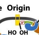 makes an RNA primer using ssDNA as template, short oligonucleotide that provides free 3'-OH for DNA polymerase to add onto 