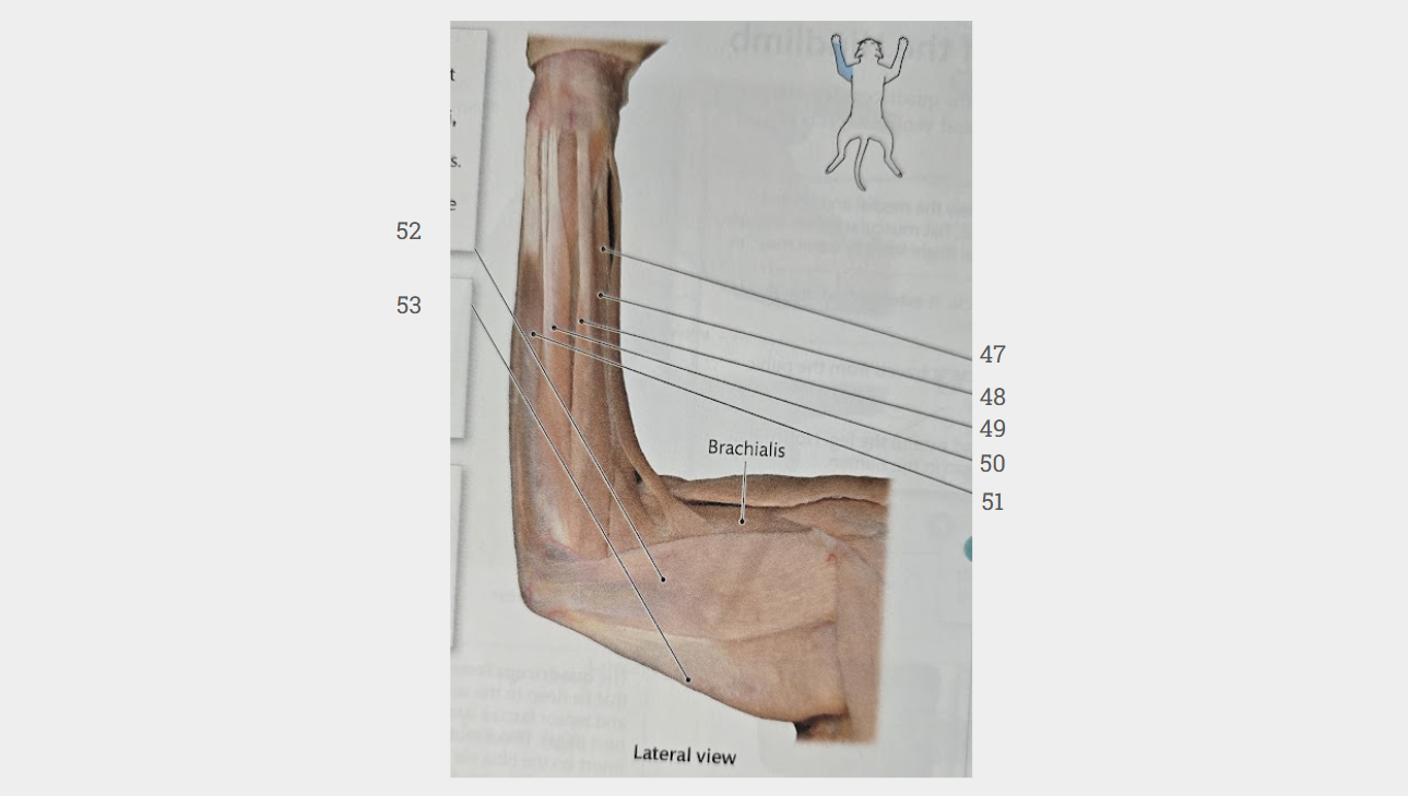 <p>What is labeled 53?</p>