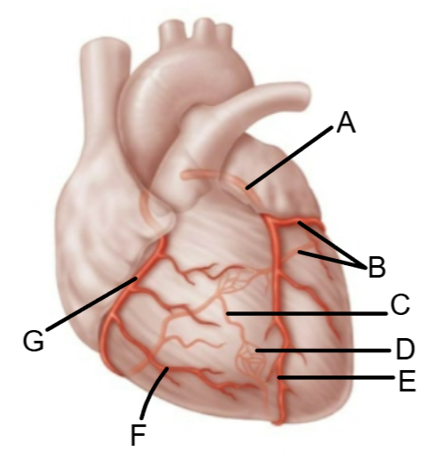 <p>Name the structure at C</p>