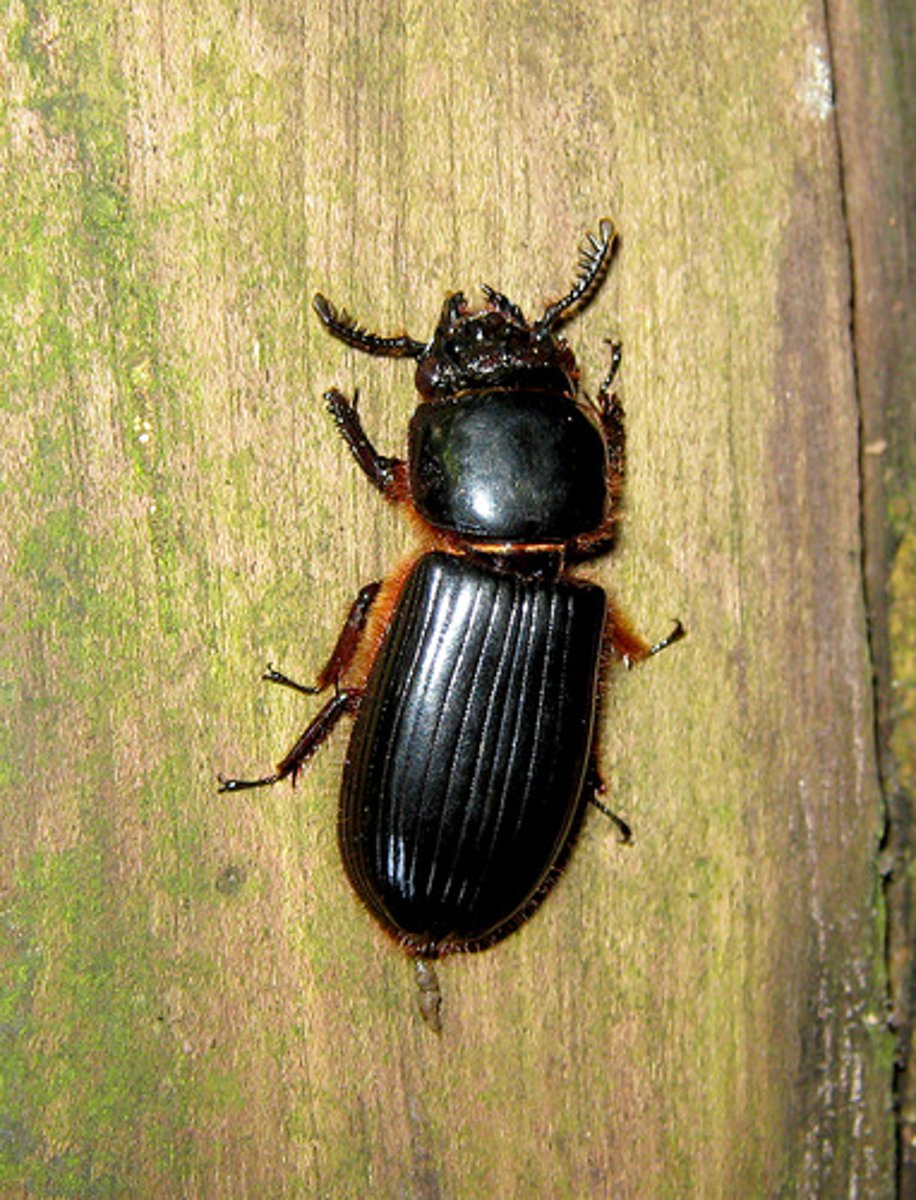 knowt flashcard image