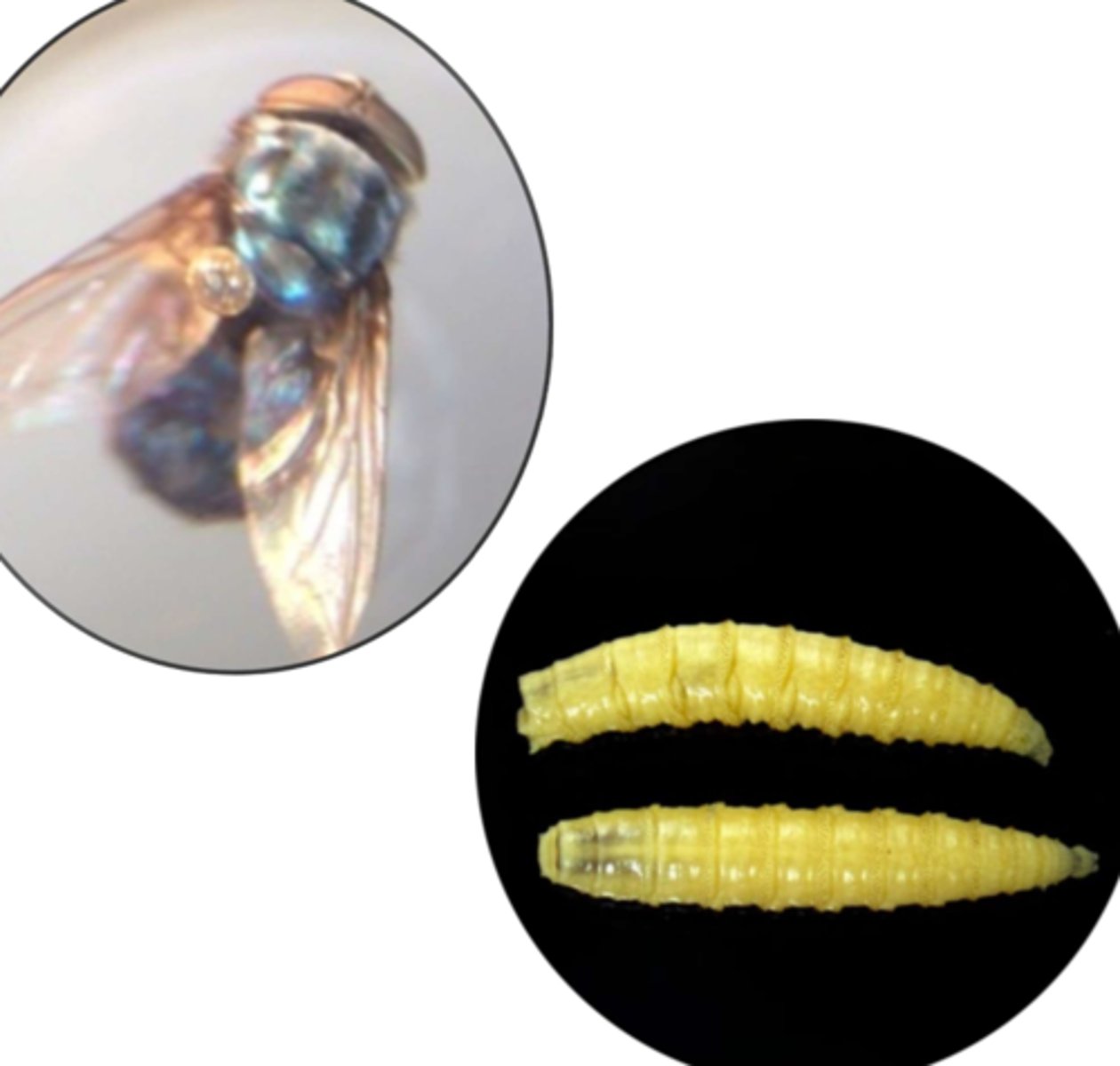 <p>Screwworm fly</p>