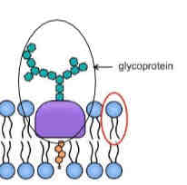 <ul><li><p>play a role in cell-cell recognition and cell adhesion </p></li><li><p>consist of carbohydrate chains covalently bonded to proteins </p></li><li><p>found on the side of the membrane facing the exterior of the cell</p></li></ul>