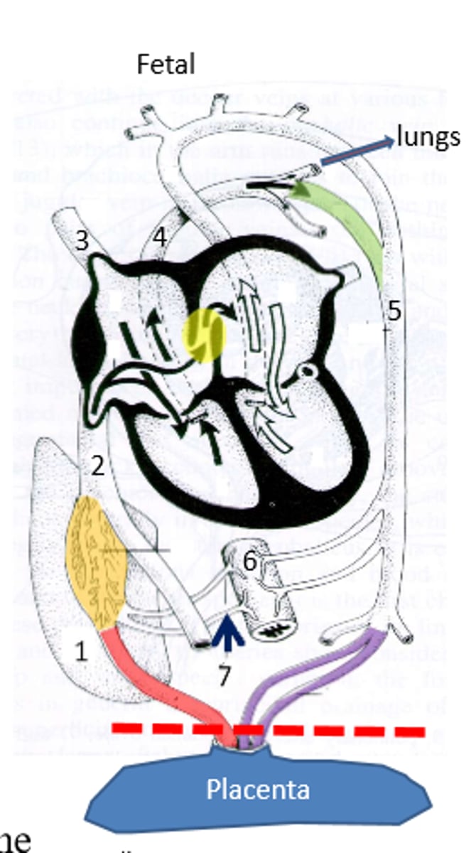 <p>It is bitten or broken, and the first breath is taken</p>