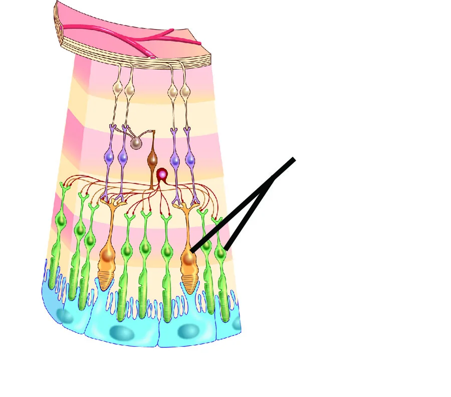 <p>Identify structure.</p>