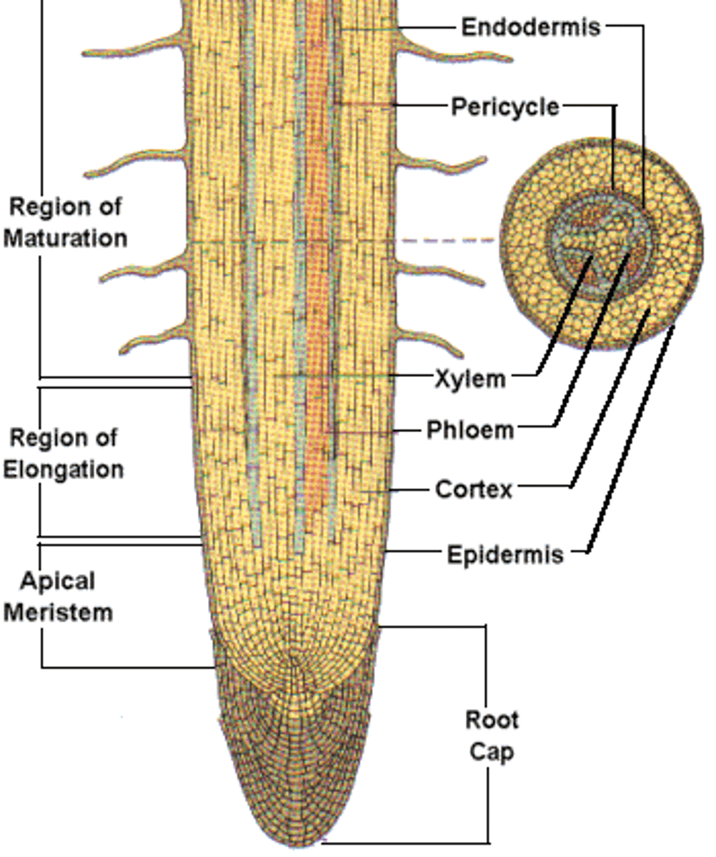 <p>Area above the zone of elongation in a plant root where most root cell differentiation and tissue specialization occur; differentiated areas include root hairs, cortex, and endodermis</p>