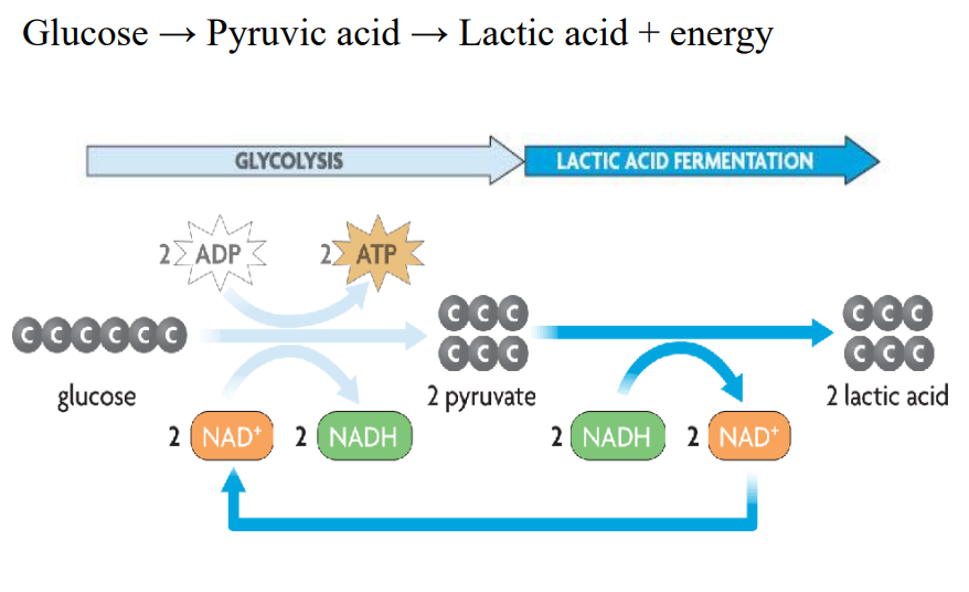 <ul><li><p><span style="background-color: transparent;">Occurs during intense physical movement when oxygen is not available for our cells</span></p></li><li><p><span style="background-color: transparent;">Muscle cells switch from respiration to fermentation&nbsp;</span></p></li><li><p><span style="background-color: transparent;">Glycolysis occurs, 2 pyruvate formed</span></p></li><li><p><span style="background-color: transparent;">2 pyruvate -&gt; 2 lactic acid&nbsp;</span></p></li><li><p><span style="background-color: transparent;">With no oxygen, NADH cannot be oxidized and travel to etc</span></p></li><li><p><span style="background-color: transparent;">Potential energy from pyruvate conversion to lactic acid used to change NADH -&gt; NAD+ (oxidation)</span></p></li><li><p><span style="background-color: transparent;">Waste (lactic acid) accumulates in muscles preventing muscle function and causing burning, painful sensation</span></p></li><li><p><span style="background-color: transparent;">Clears up about one hour later with proper oxygen intake</span></p></li><li><p><span style="background-color: transparent;">formula: glucose → pyruvic acid → lactic acid + energy&nbsp;</span></p></li></ul><p></p>