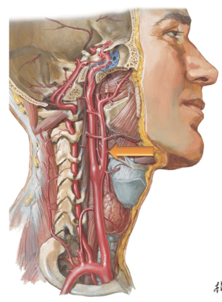 <p>The left and right ___ ___ ___ branch from the common carotids and ascend through the neck posterior to the ramus of the mandible.</p>