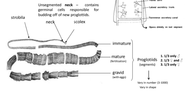 <p>types of proglottiids - segments. (varies in number, 3-1000 + varies in shape).</p><ul><li><p><strong>immature</strong>: early stage, reproductive organs not fully developed.</p></li><li><p><strong>mature</strong>: fully developed, can fertilize</p></li><li><p><strong>gravid</strong>: filled with eggs, ready to be released.</p></li></ul><p>1/3 female, 1/3 male, 1/3 female/male. </p>