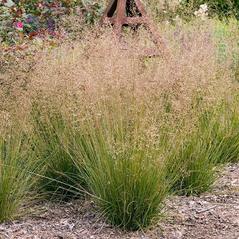 <p>prairie dropseed</p>