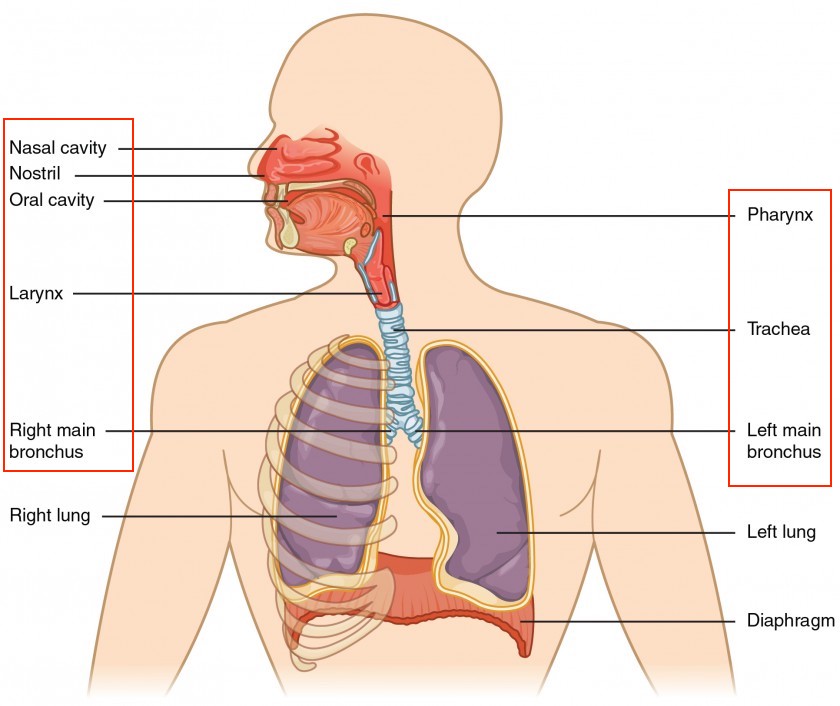 <p><strong>Conducting Zone</strong></p><ul><li><p>conducting ___ to and from the lungs</p></li><li><p>_____, humidifying, and warming the air as it passes through the respiratory tract</p></li><li><p>kills off invading _______ and protects from foreign particles &amp; irritants</p><ul><li><p>Nasal cavity</p></li><li><p>Nostril</p></li><li><p>Oral cavity</p></li><li><p>Pharynx</p></li><li><p>Larynx</p></li><li><p>Trachea</p></li><li><p>Right &amp; left main bronchus</p></li></ul></li></ul>