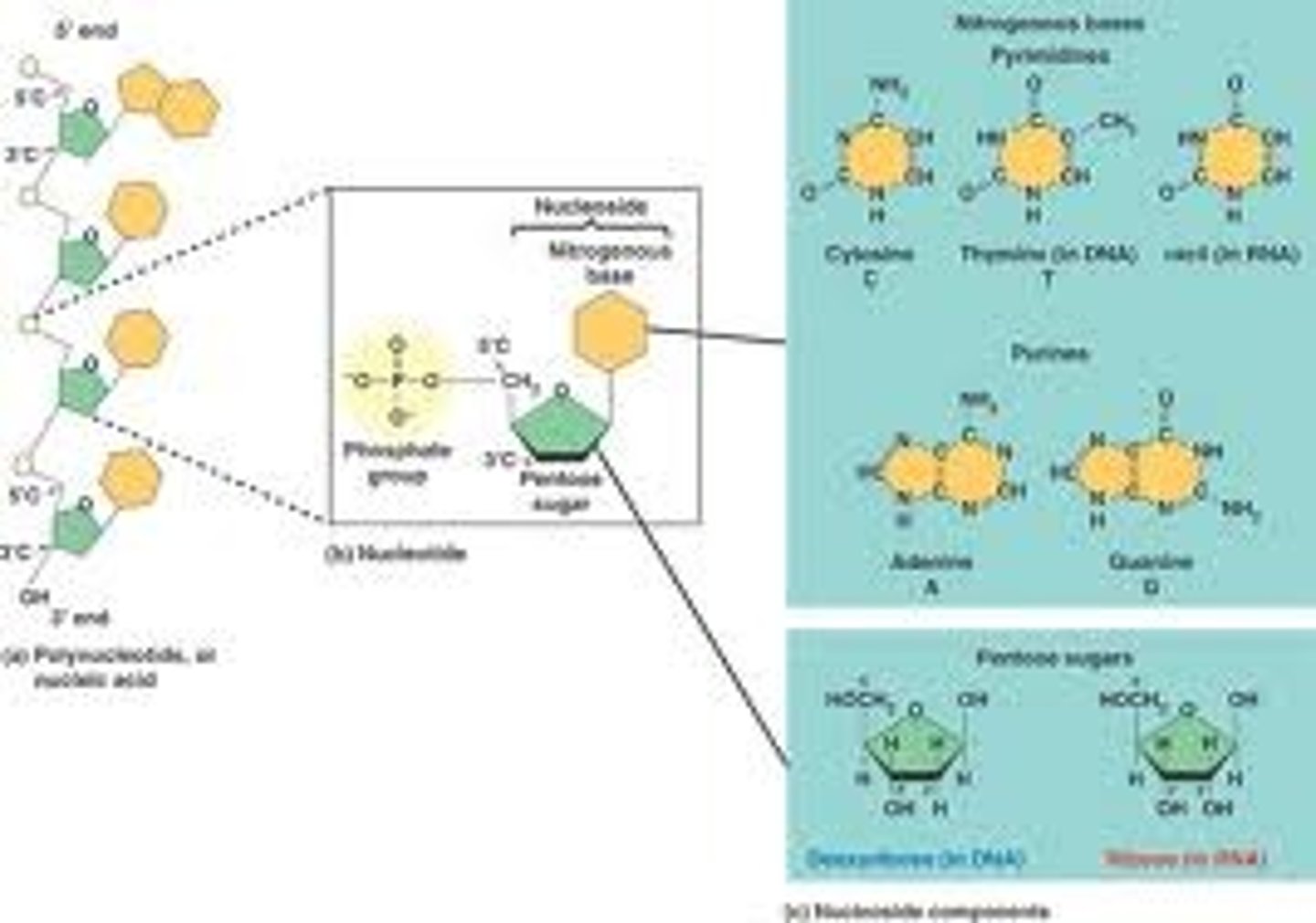 <p>store and transmit hereditary/genetic information</p>