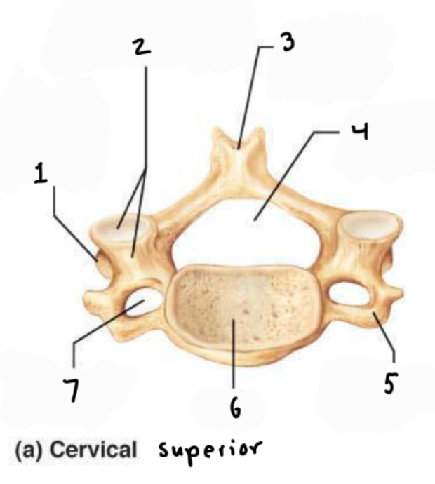 <p>What is #1 in the superior view of a cervical vertebrae?</p>