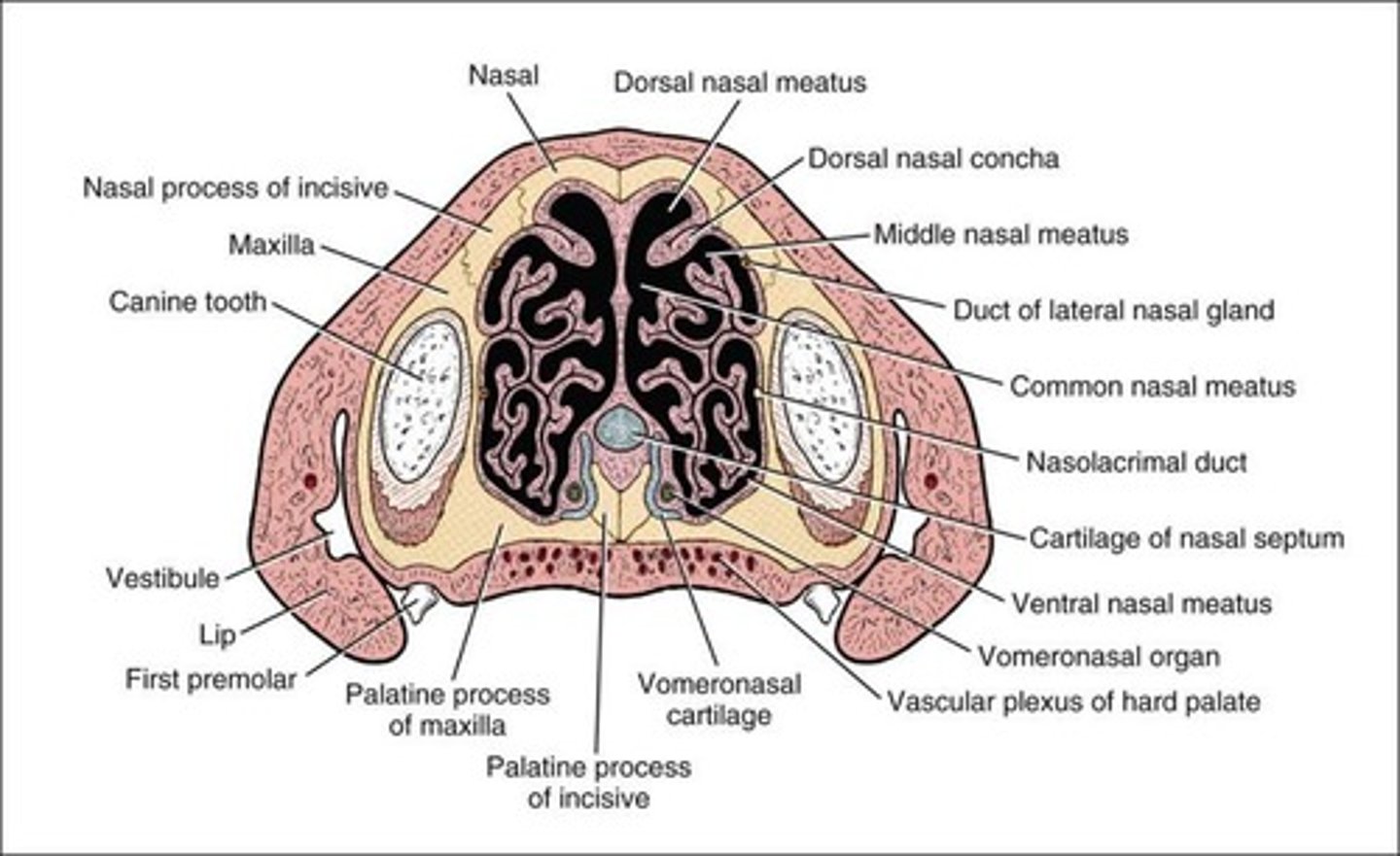 <p>Lies toward or relatively near the back of the trunk.</p>
