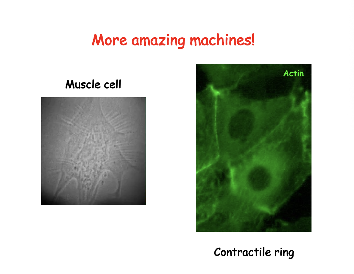 <ol><li><p>cell migration in developing embryo or adult</p></li><li><p>spread of cancer cells</p></li><li><p>swimming of sperm</p></li><li><p>muscle contraction</p></li><li><p>meiotic and mitotic divisions</p><ul><li><p>cell cycle divisions every ten minutes</p><ul><li><p>segregating chromosomes</p></li><li><p>contractile ring for cell division</p></li></ul></li></ul></li><li><p>Organelle partition</p></li><li><p>establishment of polarity and asymmetrical positioning of cell determinants for <strong>alternative</strong> <strong>developmental fates</strong></p></li></ol><p><em>i.e not just in muscle cells→ also in all cells</em></p>