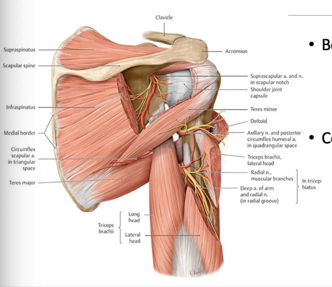 <p>Boundaries:</p><p>- superior border: teres minor</p><p>- lateral border: triceps brachii long head</p><p>- inferior border: teres major</p><p>Contents:</p><p>- circumflex scapular artery</p>