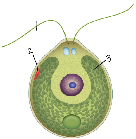 <p>green algae with a single large <strong>chloroplast </strong>that fills almost the entire cell. They, like Euglena, have a red <strong>eyespot</strong>. They move with the help of 2 anterior <strong>flagella</strong></p>