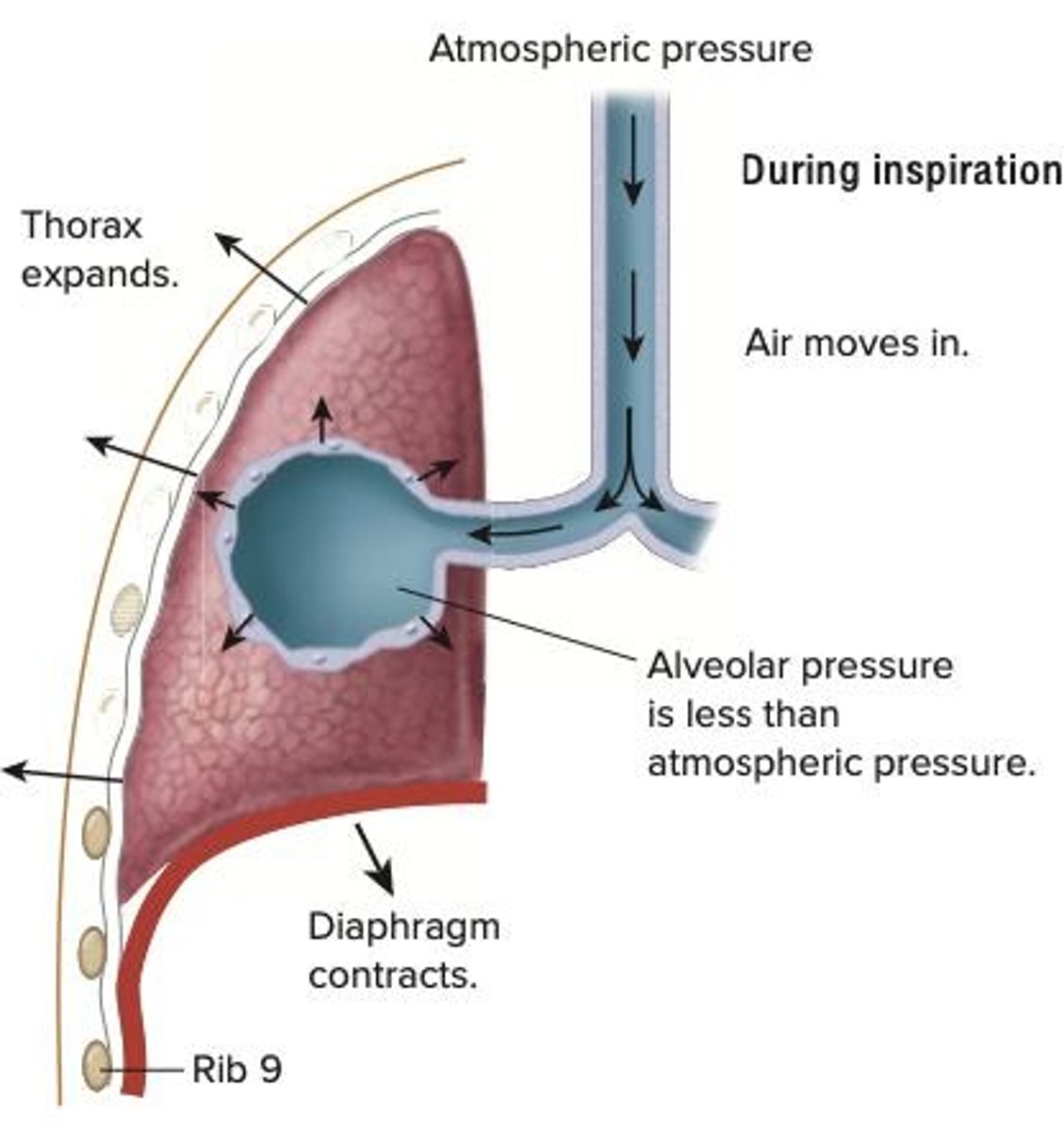 <p>Responsible for 2/3 of lung volume increase.</p>