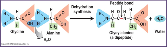 <p>protein= <strong>polypeptide</strong> = chain of amino acids</p><p>short chain of amino acids are called <strong>peptides</strong></p>