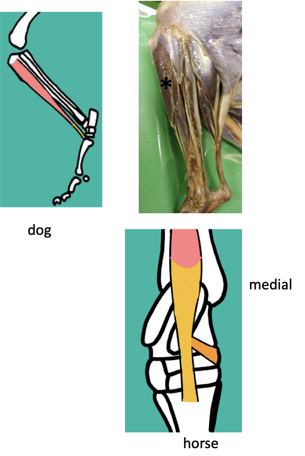<p><strong>Origin -</strong> proximal tibia </p><p></p><p><strong>Insertions -</strong> has TWO possible insertions… depend on species </p><ul><li><p>Metatarsal bones (all species)</p></li><li><p>Medial aspect of hock (<strong>via cunean tendon</strong>)<strong> </strong>in the HORSE, as well as inserting at the metatarsal bones </p></li></ul><p></p><p><strong>Function -</strong> hock<strong> FLEXION </strong></p><p></p><p><strong>Nerve supply -</strong> Peroneal / fibular nerve (branch of SIATIC)</p><p></p>